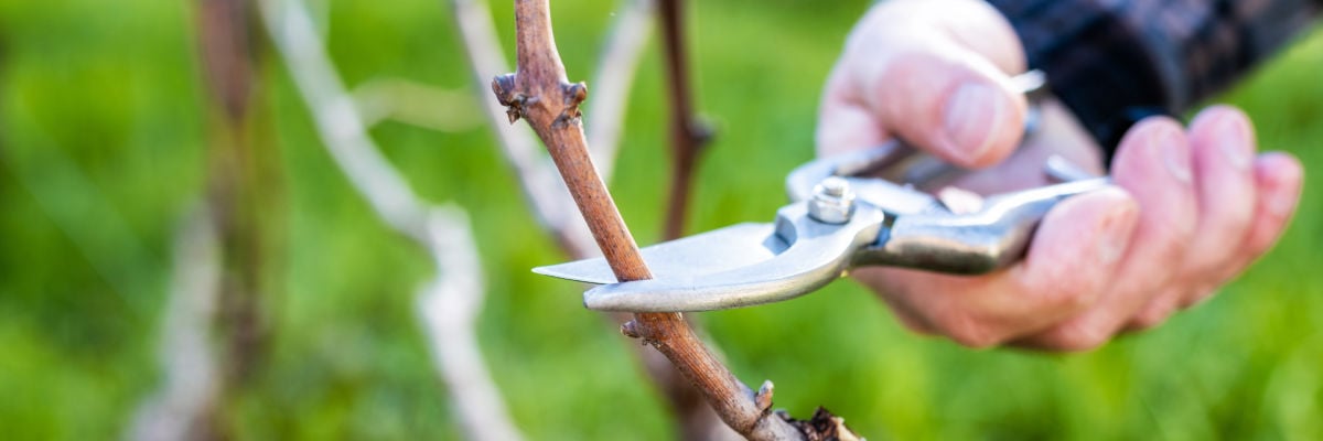 Why God Cuts Away Our Branches